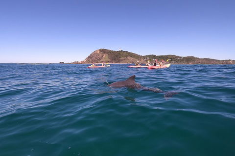 Kayaking With Dolphins In Byron Bay Guided Tour - Restaurants Sydney 5