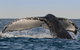 Sydney Whale-Watching Cruise Including Lunch Or Breakfast - thumb 0