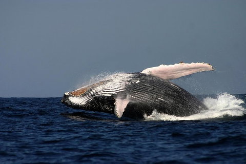 Sydney Whale-Watching Cruise Including Lunch Or Breakfast - Restaurants Sydney 1