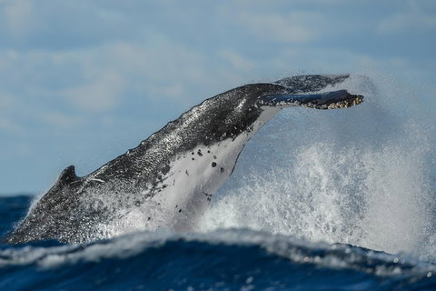Sydney Whale-Watching Cruise Including Lunch Or Breakfast - Restaurants Sydney 4