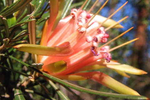 Small-Group Blue Mountains Tour With Bush Walks And Featherdale Wildlife Park - Restaurants Sydney 4