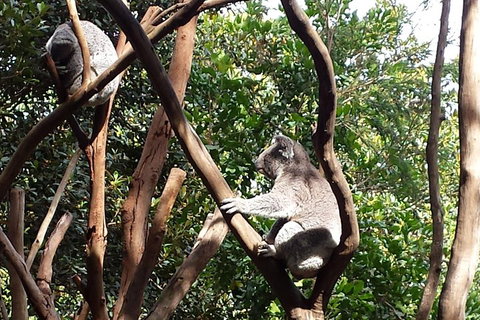 Small-Group Blue Mountains Tour With Bush Walks And Featherdale Wildlife Park - Restaurants Sydney 5