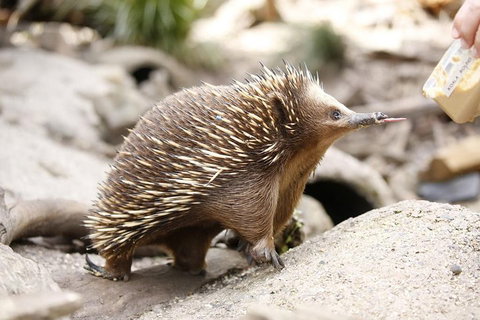 Healesville Sanctuary General Entry Ticket - Restaurants Sydney 4