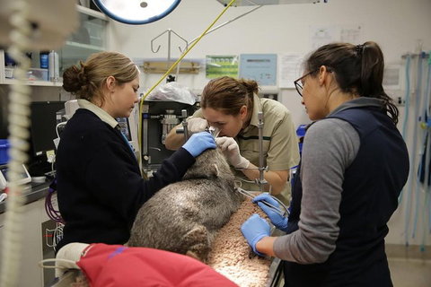 Healesville Sanctuary General Entry Ticket - Restaurants Sydney 5