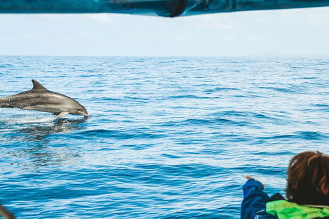 Cruise With Dolphins In Byron Bay - Restaurants Sydney 0