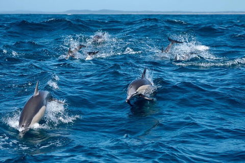 Cruise With Dolphins In Byron Bay - Restaurants Sydney 2