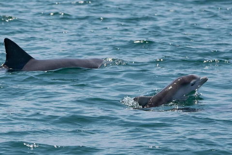 Cruise With Dolphins In Byron Bay - Restaurants Sydney 5