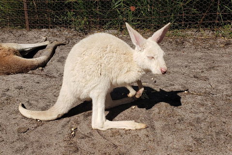 Very Best Of Perth Tour - Wildlife Park & City Highlights Tour - Restaurants Sydney 3