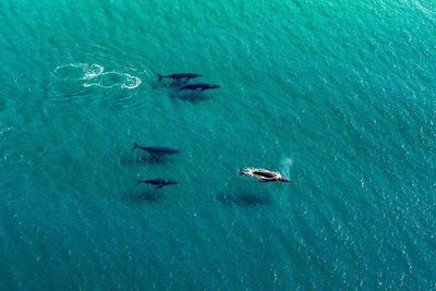 40-45 Minute Port Stephens and Stockton Beach Helicopter Flight - For 2
