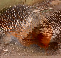 Puffing Billy And Healesville Sanctuary Scenic Tour - Restaurants Sydney