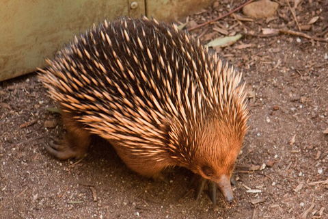 Puffing Billy And Healesville Sanctuary Scenic Tour - Restaurants Sydney 0