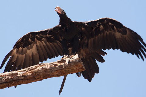 Puffing Billy And Healesville Sanctuary Scenic Tour - Restaurants Sydney 4