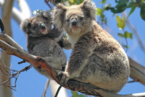 Puffing Billy And Healesville Sanctuary Scenic Tour - Restaurants Sydney 5