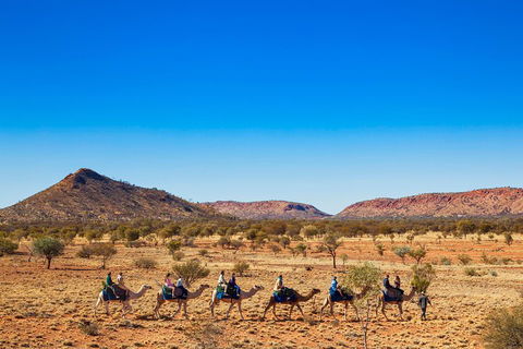 Alice Springs Camel Tour - Restaurants Sydney 0