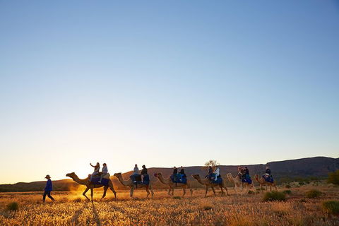 Alice Springs Camel Tour - Restaurants Sydney 1