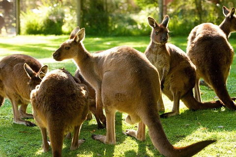 Melbourne City Card (3 Days): Visit Unlimited Attractions! - Restaurants Sydney 4