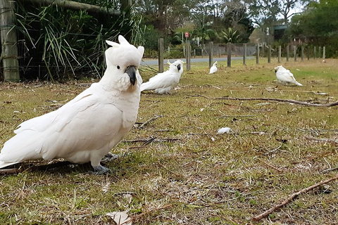 Kiama South Coast Tour With Coastline, Farmlands, Aboriginal Engravings & Lunch - Restaurants Sydney 0