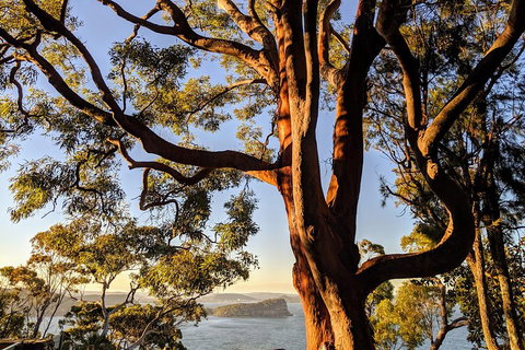 Manly & Sydney's Northern Beaches With 'Personalised Sydney Tours' - Restaurants Sydney 4