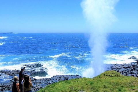 Erupting Blowholes And Ancient Rainforests With 'Personalised Sydney Tours' - Restaurants Sydney 5
