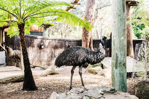 Sydney Taronga Zoo General Entry Ticket And Wild Australia Experience - Restaurants Sydney 0