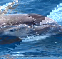 Jervis Bay Dolphin Watch Cruise - Restaurants Sydney