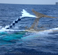Whale Watching Jervis Bay - Restaurants Sydney