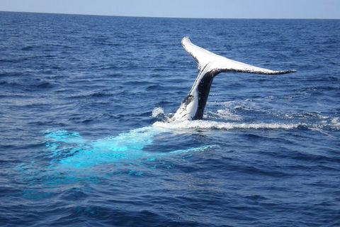 Whale Watching Jervis Bay - Restaurants Sydney 0