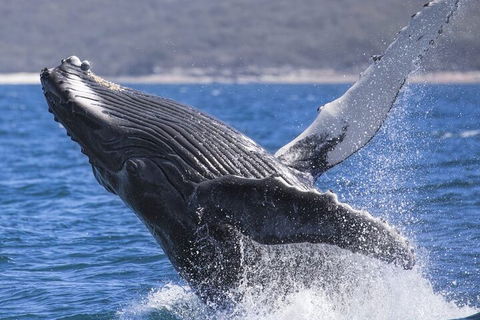 Whale Watching Jervis Bay - Restaurants Sydney 2