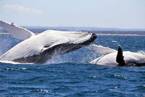Whale Watching Jervis Bay - Restaurants Sydney 5