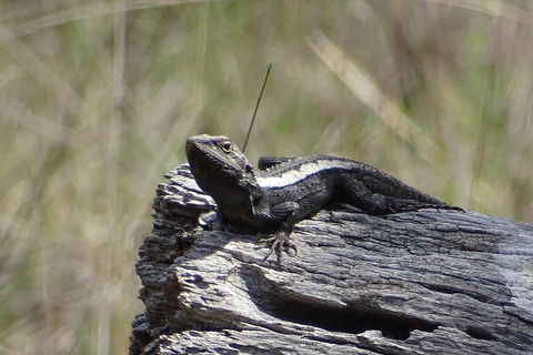 Inside The Greater Blue Mountains World Heritage - A Private Wildlife Safari Overnight - Restaurants Sydney 2
