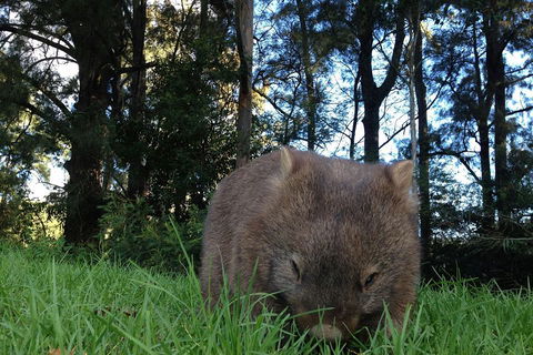 From The Mountains To The Bay - 4 Day Rediscovery Private Tour - Restaurants Sydney 5