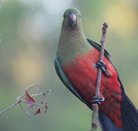 Inside the Greater Blue Mountains World Heritage - A Wildlife Safari Overnight - Restaurants Sydney