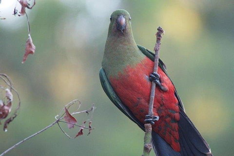 Inside The Greater Blue Mountains World Heritage - A Wildlife Safari Overnight - Restaurants Sydney 0