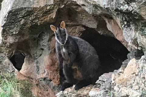 Inside The Greater Blue Mountains World Heritage - A Wildlife Safari Overnight - Restaurants Sydney 1
