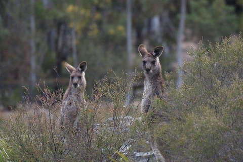 Inside The Greater Blue Mountains World Heritage - A Wildlife Safari Overnight - Restaurants Sydney 2