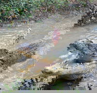 Top End Waterfalls and Wetlands - Restaurants Sydney