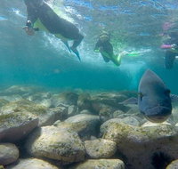 Manly and Shelly Beach Snorkeling Tour - Restaurants Sydney