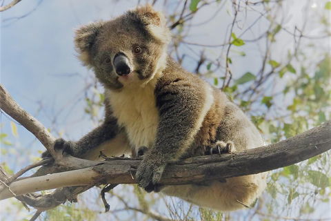 Kangaroo Island Scenic Trail Tour - Restaurants Sydney 2