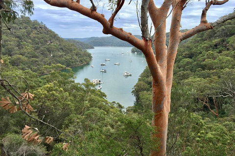 Shore Excursion: Sydney's Northern Beaches & Ku-ring-gai National Park Bus Tour - Restaurants Sydney 1