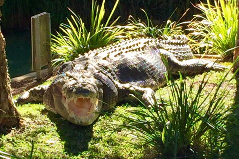 Central Coast Private Tour From Sydney, With Australian Reptile Park Option - Restaurants Sydney 4