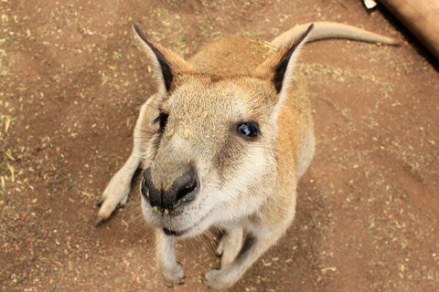 4x4 Off-Road Tour - Restaurants Sydney 3