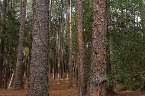 4x4 Off-Road Tour - Restaurants Sydney 5