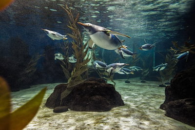 SEA LIFE Sydney Aquarium Entrance Ticket