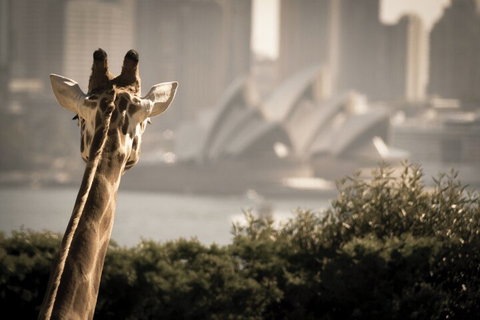 Sydney Harbour Hop On Hop Off Cruise With Taronga Zoo Entry - Restaurants Sydney 5