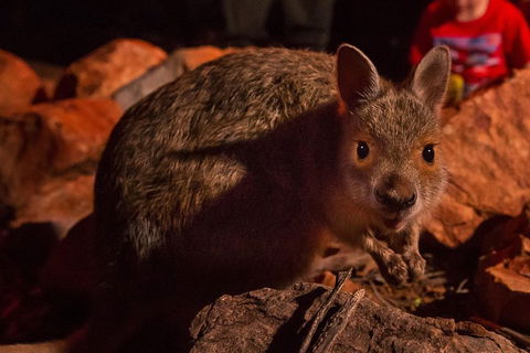 Alice Springs Desert Park Nocturnal Tour - Restaurants Sydney 3