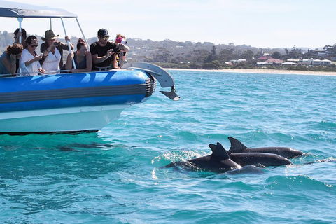 Seal Island Boat Tour From Victor Harbor - Restaurants Sydney 5