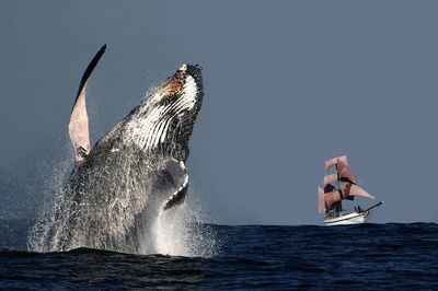 Sydney Harbour Tall Ship Whale  Sail - Whale Watching Cruise