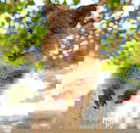 Discover Rottnest with Ferry  Bus Tour from Perth or Fremantle - Restaurants Sydney