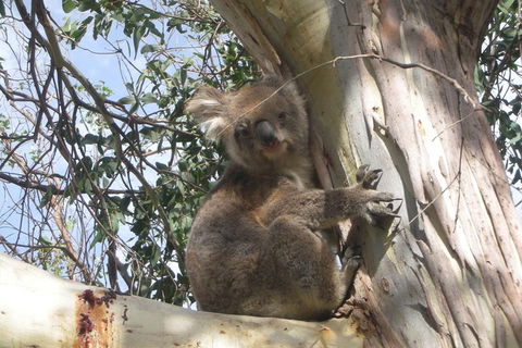 Small-Group Great Ocean Road Classic Day Tour From Melbourne - Restaurants Sydney 1