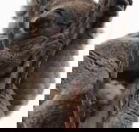 2-Day Kangaroo Island 4WD Small-Group Tour from Adelaide - Restaurants Sydney